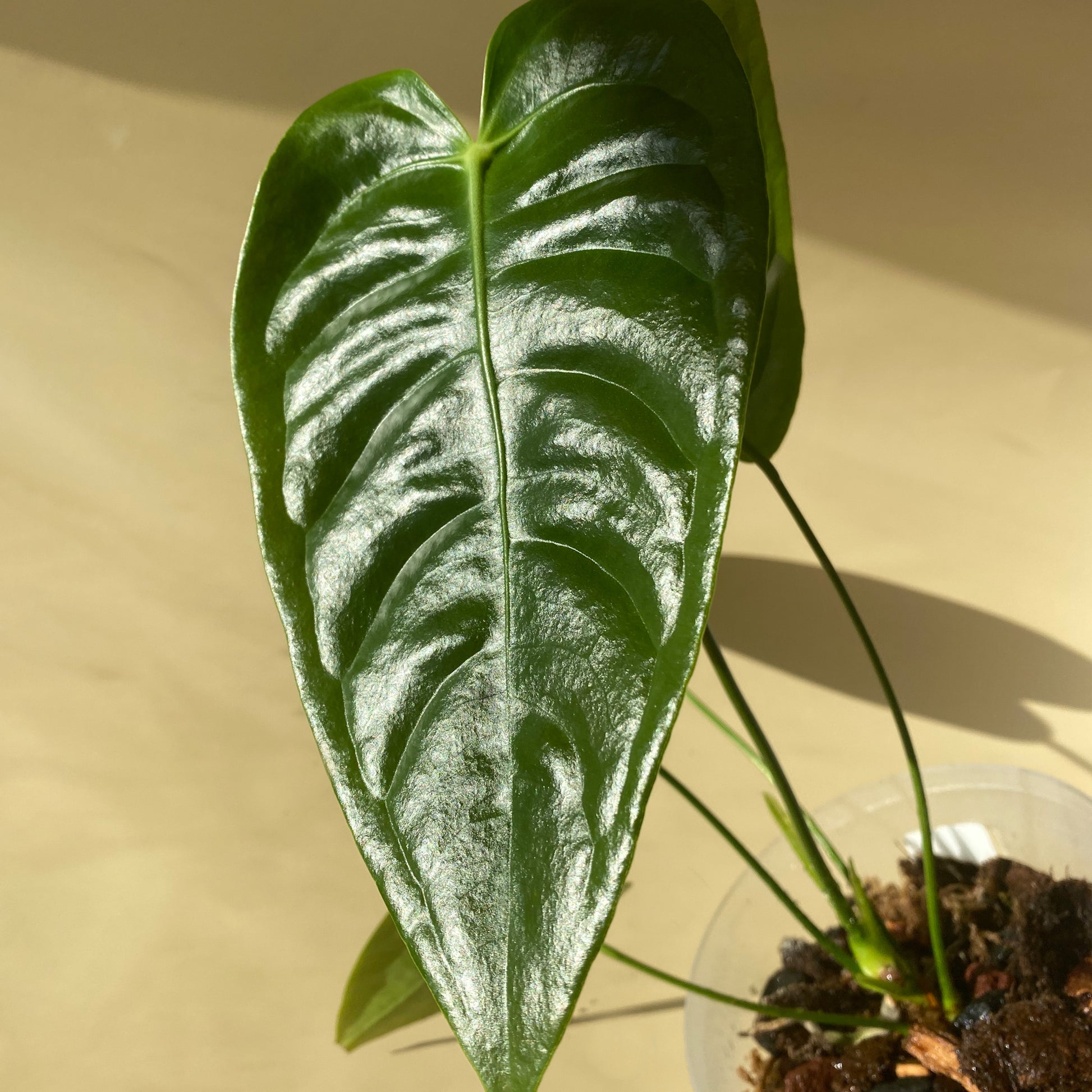 anthurium veitchii hybrid Anthurium Veitchii ~ Medium Size ~ Mother Selva ~ Rare Tropical Plants in Canada