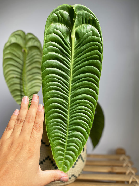 Anthurium Veitchii Narrow Form or King Anthurium (Adult Size), available in Toronto, Ontario.