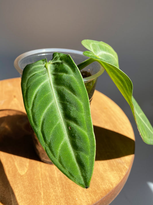 Anthurium Villenaorum, Tiny Size