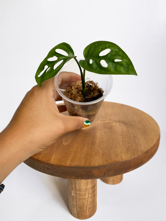 Monstera Esqueleto, TIny Size, Mother Selva, Rare Tropical Plants in Toronto, Canada