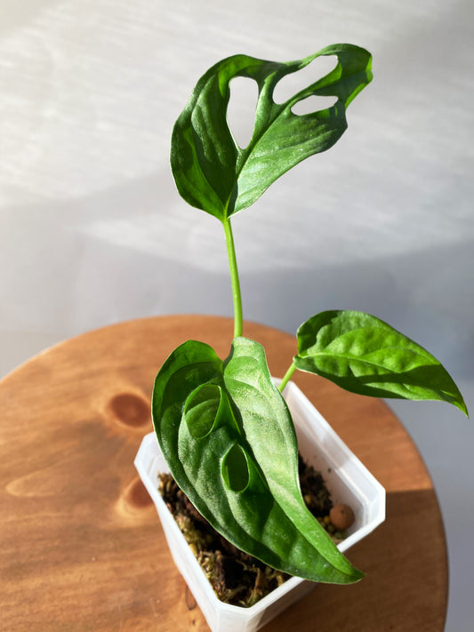 Monstera Lechleriana in Toronto, Ontario