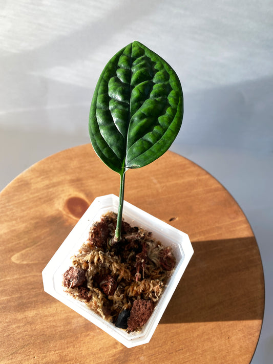 Monstera Peru, tiny size, available in Toronto, Ontario