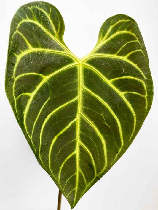 Anthurium Regale ~ Large