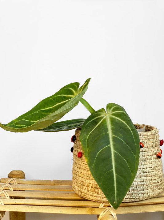 Anthurium Villenaorum ~ Medium