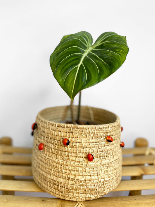 Philodendron Gloriosum in Toronto, Canada