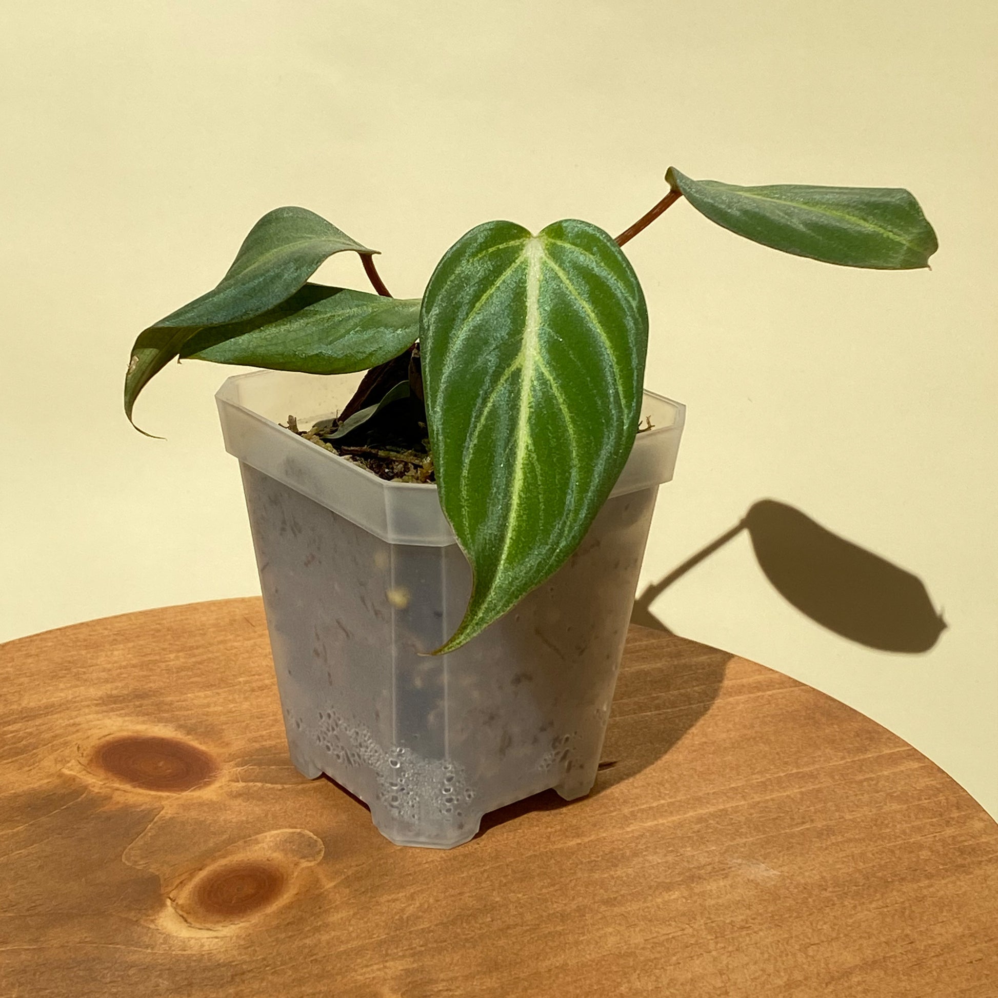 juvenile philodendron gloriosum Philodendron Gloriosum Juvenile ~ Mother Selva ~ Rare Tropical Plants in Canada