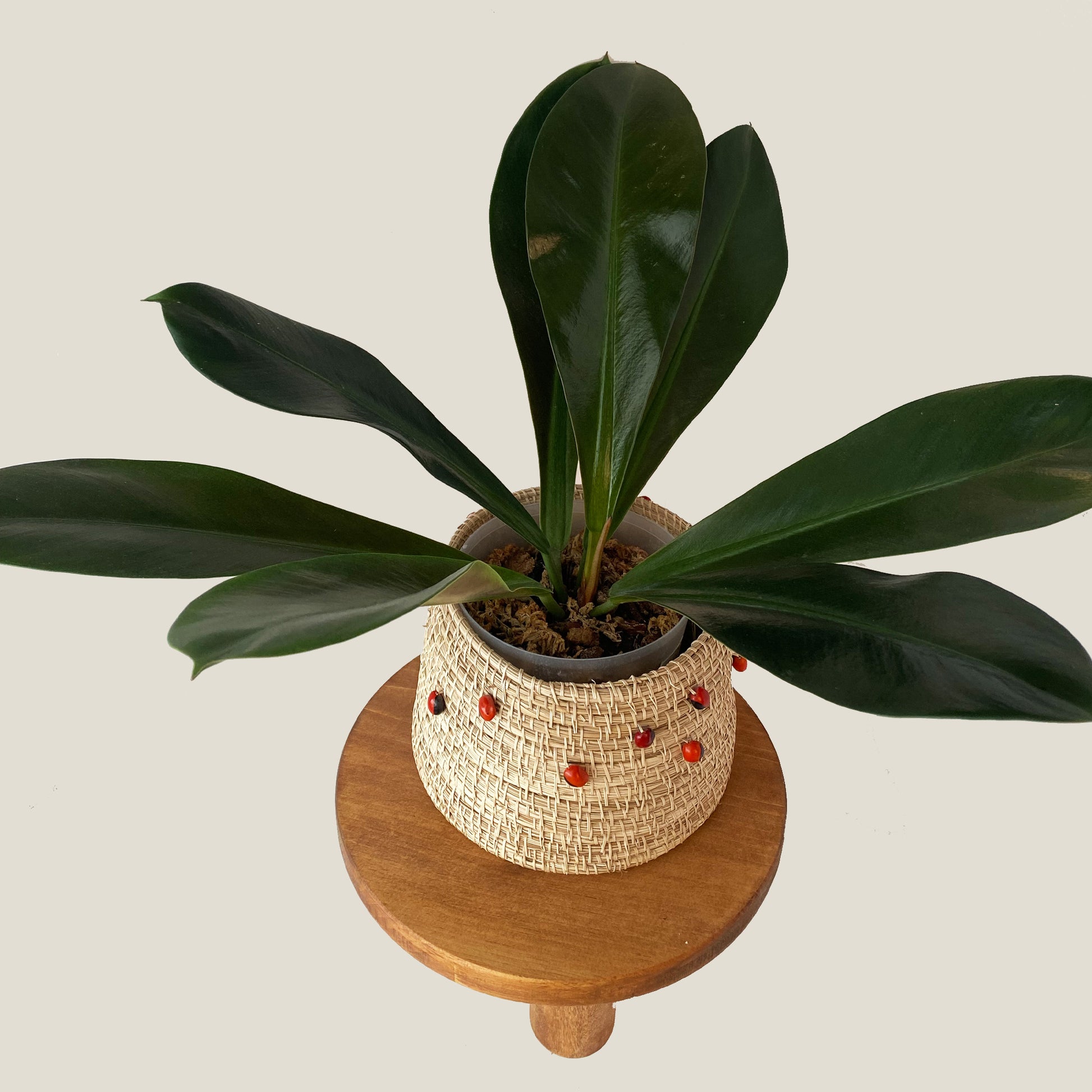 philodendron linnaei for sale Philodendron Linnaei ~ Medium Size ~ Mother Selva ~ Rare Tropical Plants in Canada