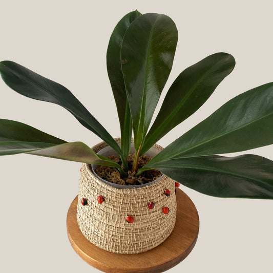 Philodendron Linnaei in medium size size available in Canada