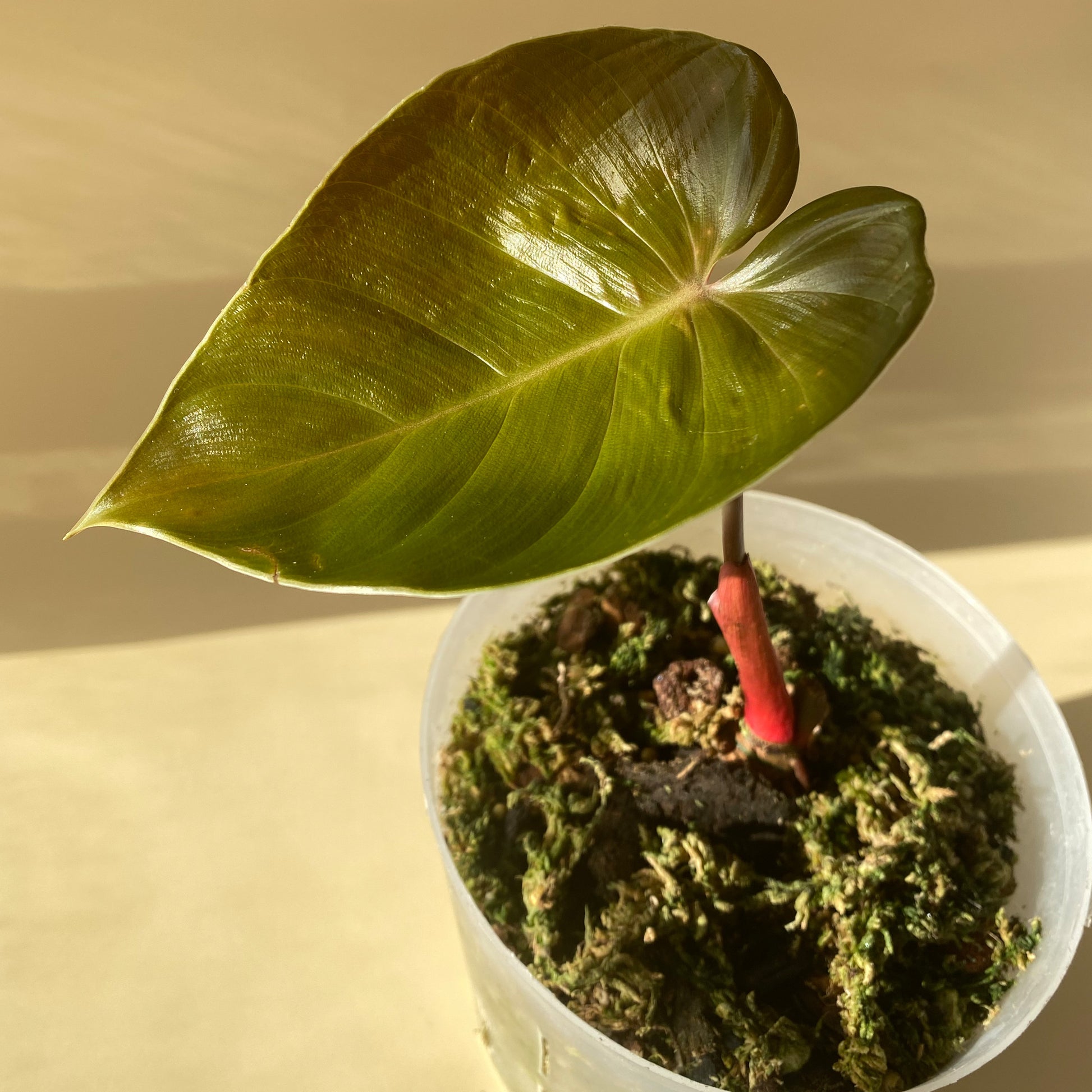 philodendron vancouver Philodendron Lynamii ~ Small ~ Mother Selva ~ Rare Tropical Plants in Canada