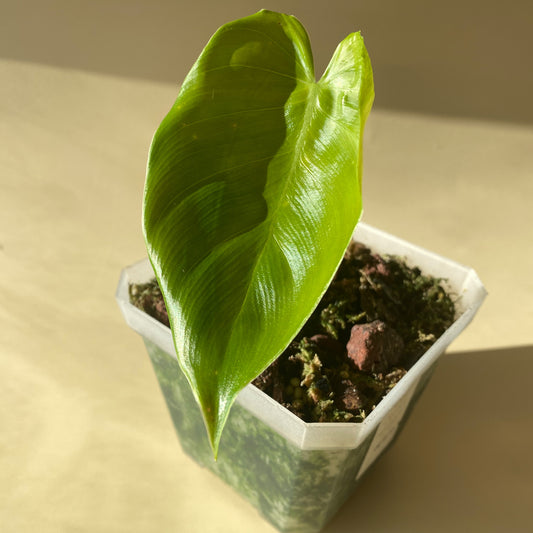 Philodendron Lynamii, rare aroid from Peru, in Canada