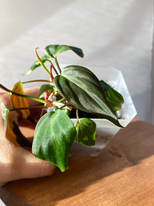 Philodendron Micans in Toronto, Ontario