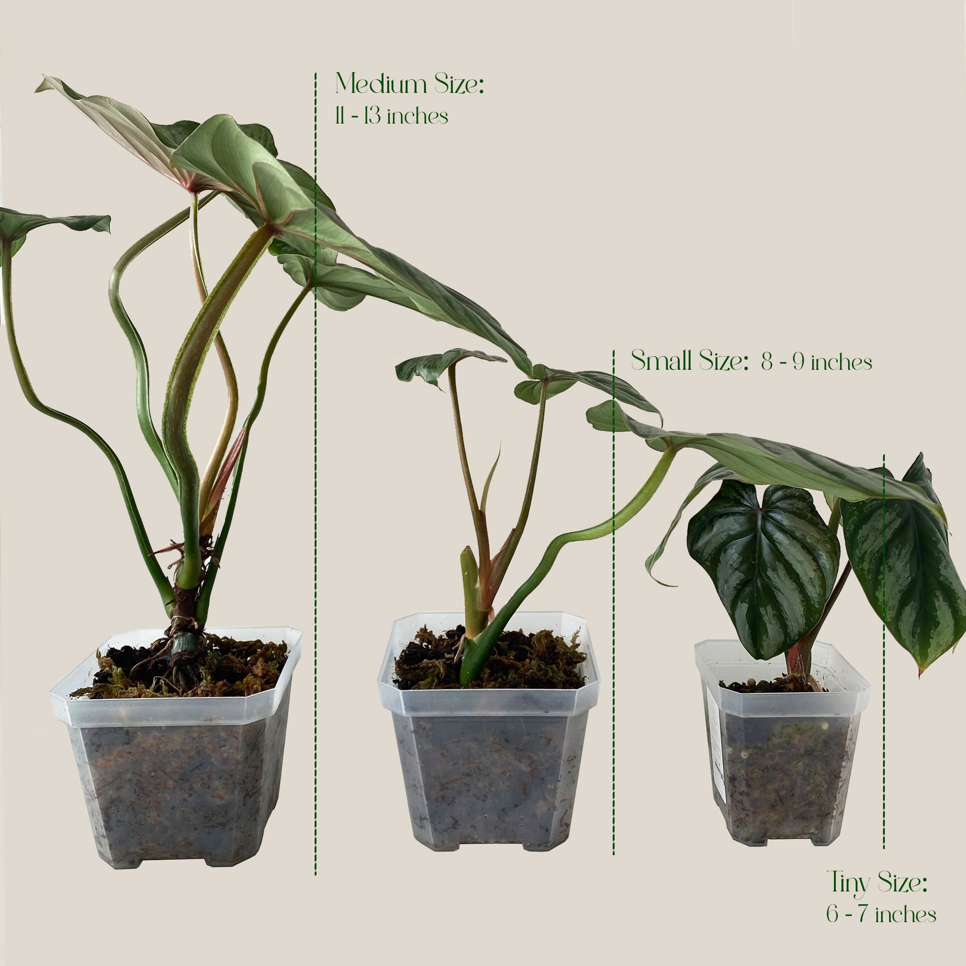 philodendron plowmanii silver cloud Philodendron Plowmanii Silver Cloud ~ Tiny Size ~ Mother Selva ~ Rare Tropical Plants in Canada