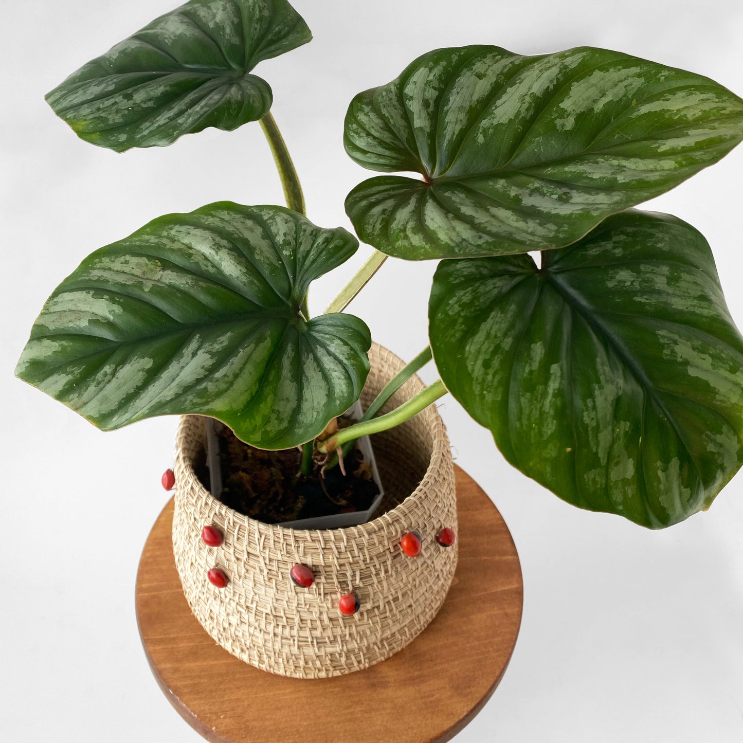 philodendron plowmanii climbing Philodendron Plowmanii Silver Cloud ~ Medium Size ~ Mother Selva ~ Rare Tropical Plants in Canada