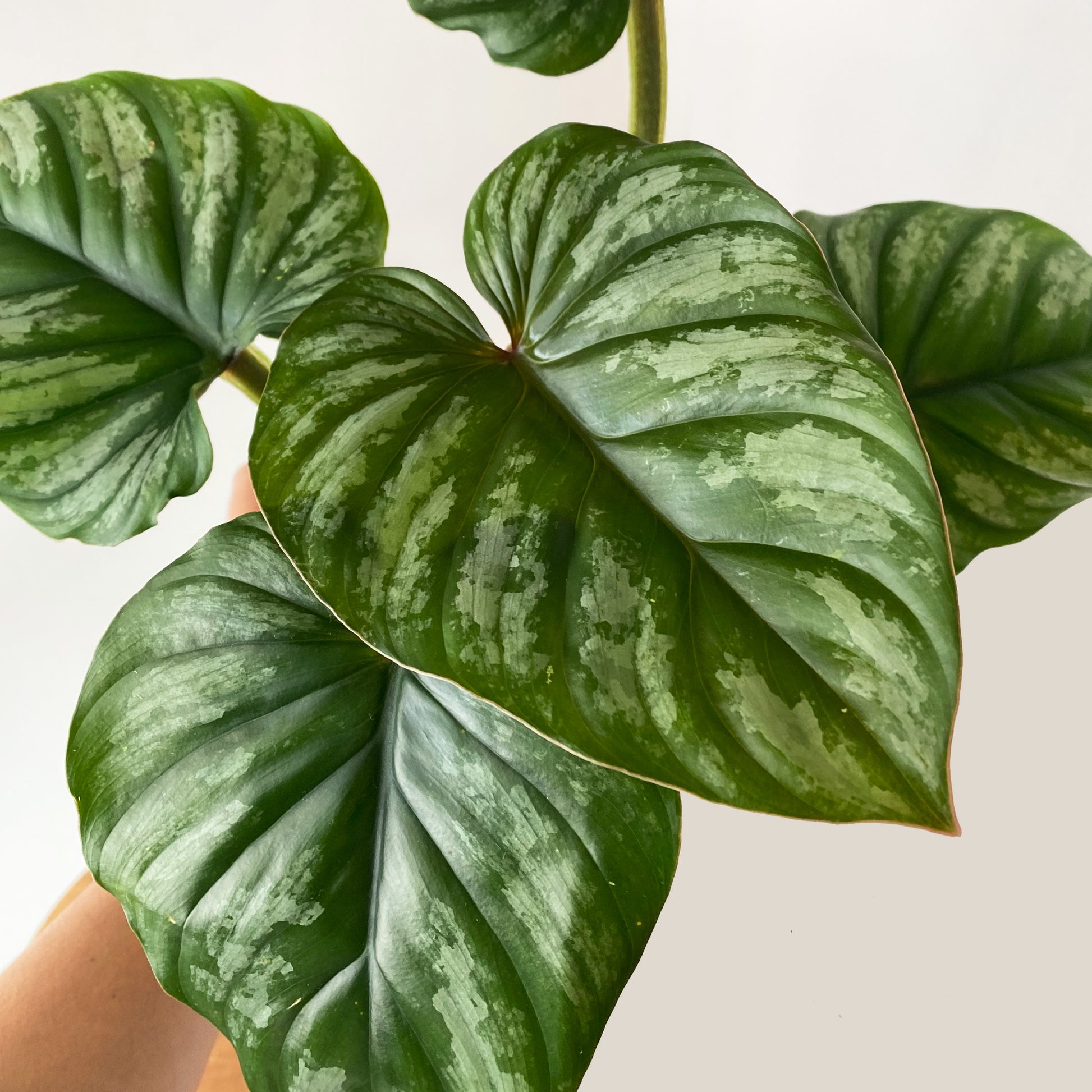 silver cloud philodendron Philodendron Plowmanii Silver Cloud ~ Medium Size ~ Mother Selva ~ Rare Tropical Plants in Canada