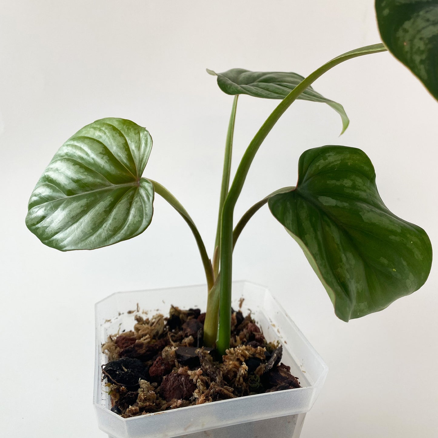 philodendron plowmanii silver cloud Philodendron Plowmanii Silver Cloud ~ Small Size ~ Mother Selva ~ Rare Tropical Plants in Canada
