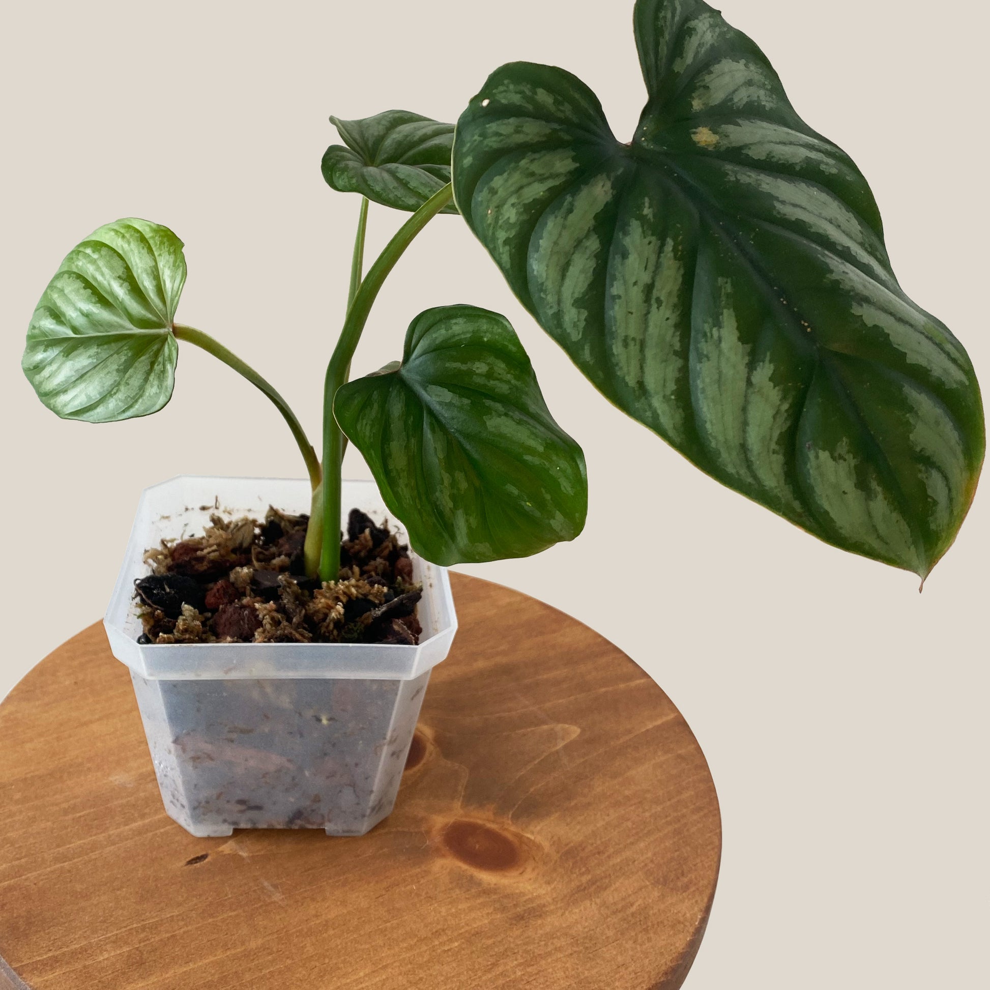 philodendron plowmanii dark form Philodendron Plowmanii Silver Cloud ~ Small Size ~ Mother Selva ~ Rare Tropical Plants in Canada