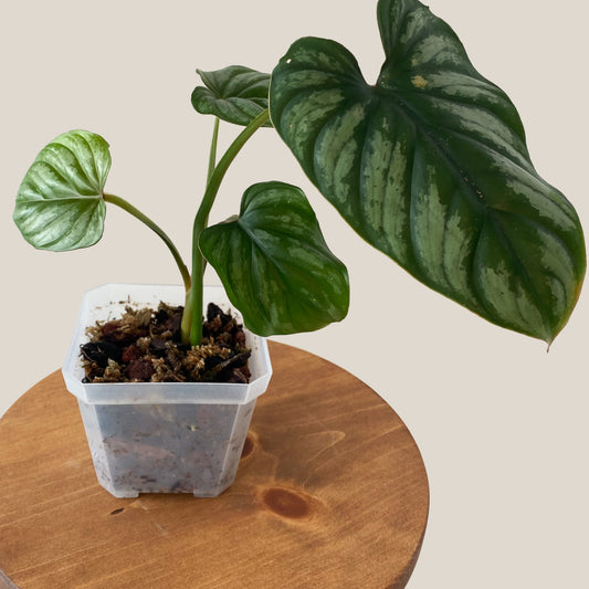 Philodendron Plowmanii Silver Cloud in Toronto, Ontario