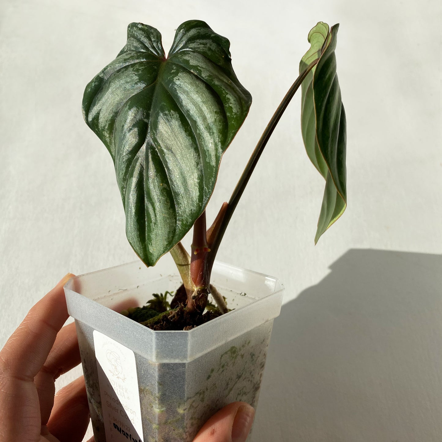 philodendron plowmanii silver cloud Philodendron Plowmanii Silver Cloud ~ Tiny Size ~ Mother Selva ~ Rare Tropical Plants in Canada