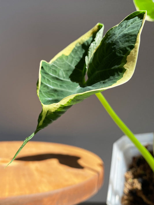 Mickey Mouse Plant, Xanthosoma Atrovirens Variegated, Rare tropical plant in Canada
