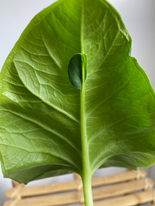 Xanthosoma Atrovirens Eva - Rare tropical plants in Toronto, Ontario, Canada