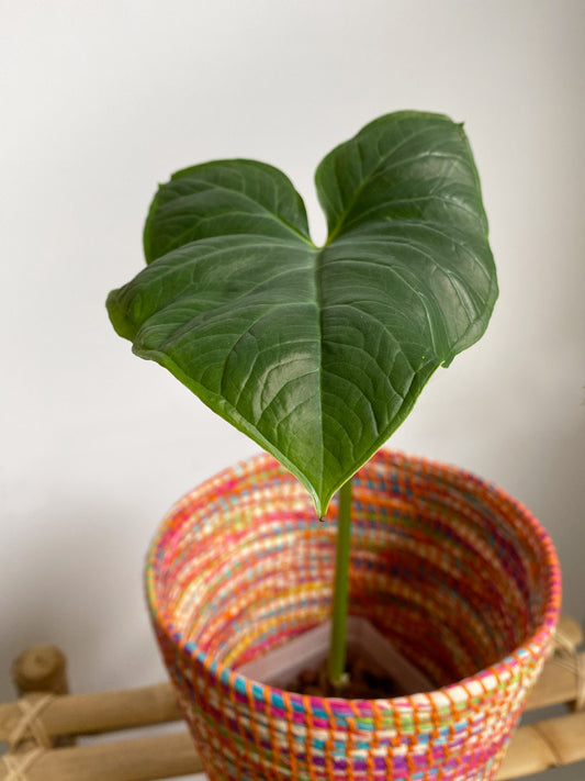 Xanthosoma Atrovirens Eva - Rare tropical plants in Toronto, Ontario, Canada